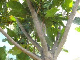 Anthocleista grandiflora upper branches