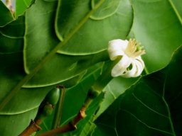 Anthocleista grandiflora flower, fruit and leaf veins