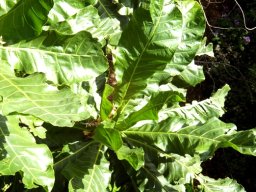 Anthocleista grandiflora leaves