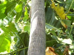Anthocleista grandiflora young bole