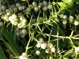 Azima tetracantha berries