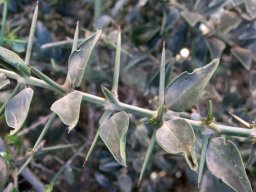 Azima tetracantha spines