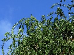 Azima tetracantha