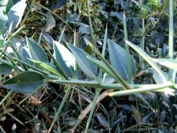 Azima tetracantha leaves