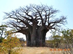 Adansonia digitata