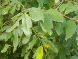 Berchemia discolor leaves