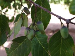 Berchemia discolor unripe fruit