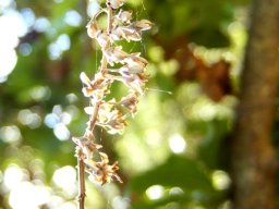 Bersama lucens flowers and cobwebs 
