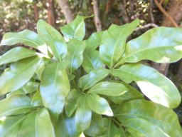Bersama lucens leaves still young