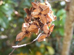 Bersama lucens, the dehisced capsules
