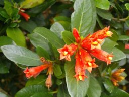 Burchellia bubalina orange flowers