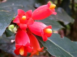 Burchellia bubalina flower cluster