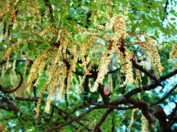 Burkea africana flowers