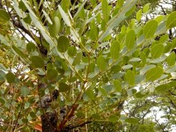 Burkea africana leaf
