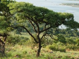 Burkea africana 