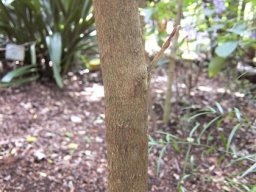 Buxus macowanii stem