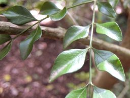 Buxus macowanii leaves