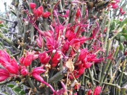 Cadaba aphylla