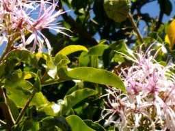 Calodendrum capense