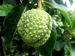 Calodendrum capense fruit