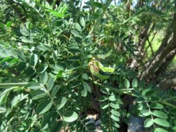 Calpurnia intrusa leaves and fruit
