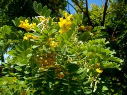 Calpurnia sericea leaves and flowers