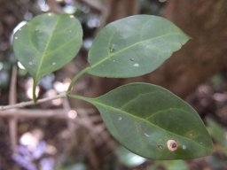 Canthium inerme leaves and more