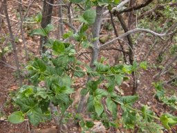 Afrocanthium mundianum young stems