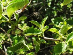 Afrocanthium mundianum