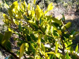 Canthium suberosum