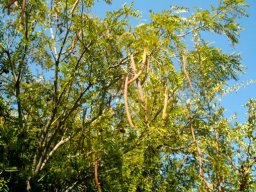 Cassia abbreviata subsp. beareana
