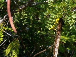 Cassia abbreviata subsp. beareana leaves