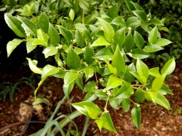 Cassinopsis ilicifolia leaves and flowers