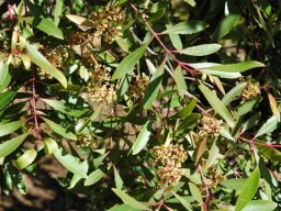 Catha edulis