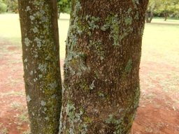 Catha edulis trunk