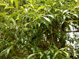 Catha edulis leaves