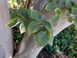 Celtis africana yellow leaf margins