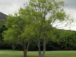 Celtis africana