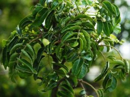 Clausena anisata