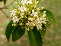 Volkameria glabra flowers