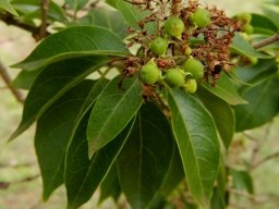 Volkameria glabra fruit