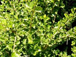 Coddia rudis