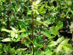 Commiphora africana var. africana