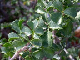 Commiphora capensis leaves