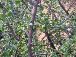 Commiphora capensis