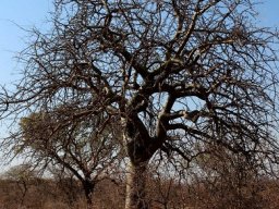 Commiphora
