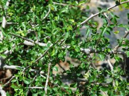 Commiphora glandulosa