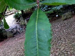 Commiphora woodii leaflets