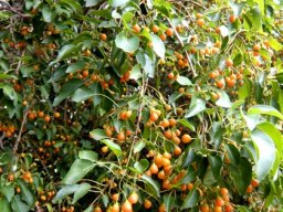 Cordia caffra 