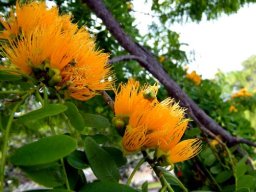Cordyla africana, the wild mango